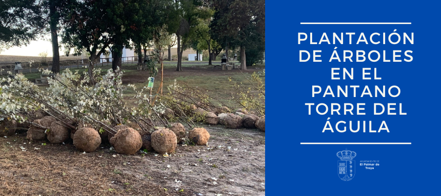Banner web plantación de árboles