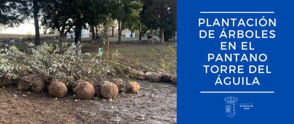 Banner web plantación de árboles
